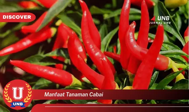 manfaat tanaman cabai manfaat tanaman cabai