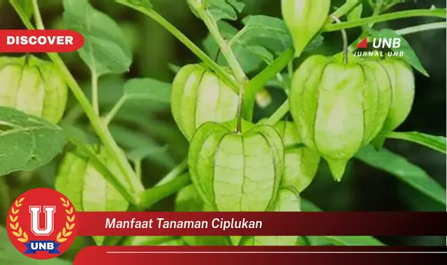 manfaat tanaman ciplukan