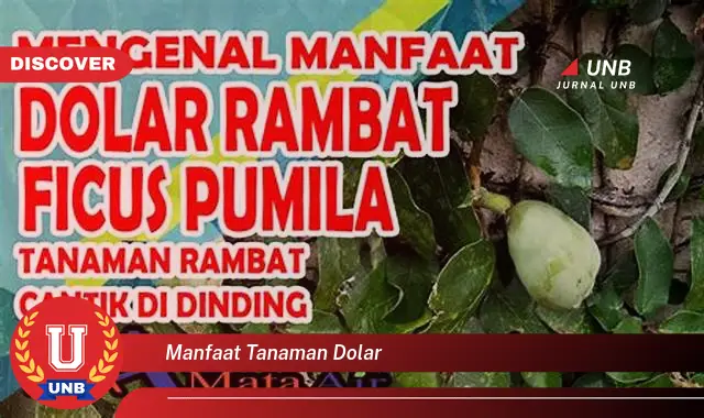 manfaat tanaman dolar