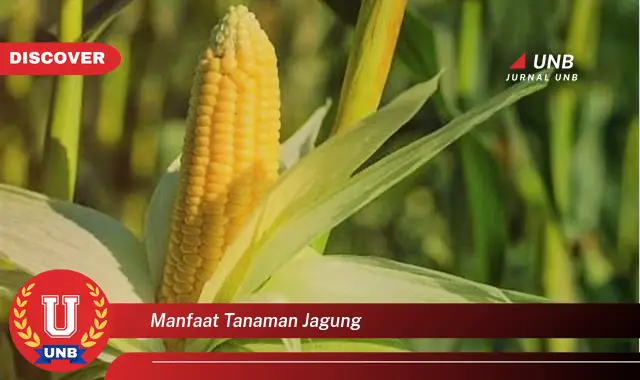 manfaat tanaman jagung