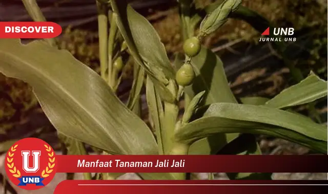 manfaat tanaman jali jali
