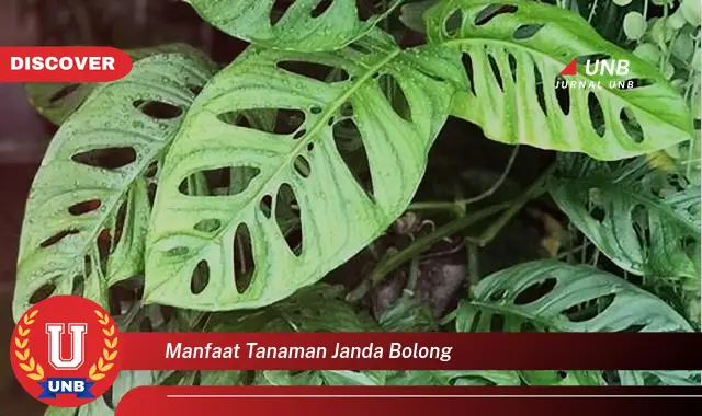 manfaat tanaman janda bolong