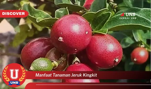 manfaat tanaman jeruk kingkit