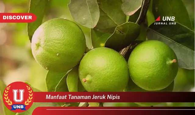 manfaat tanaman jeruk nipis