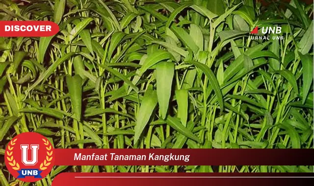 manfaat tanaman kangkung