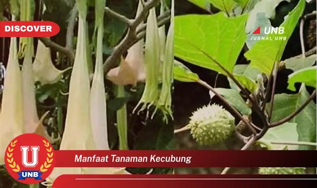 manfaat tanaman kecubung