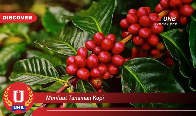 manfaat tanaman kopi