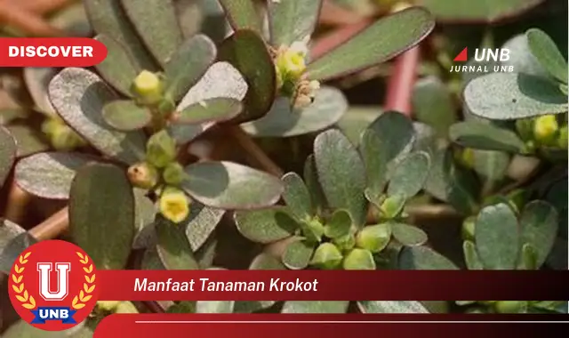 manfaat tanaman krokot manfaat tanaman krokot