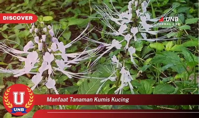 manfaat tanaman kumis kucing