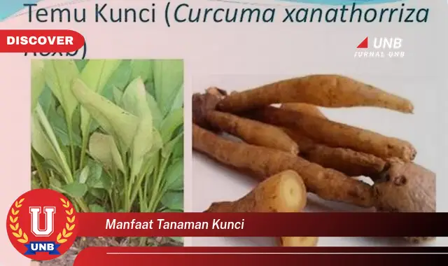 manfaat tanaman kunci