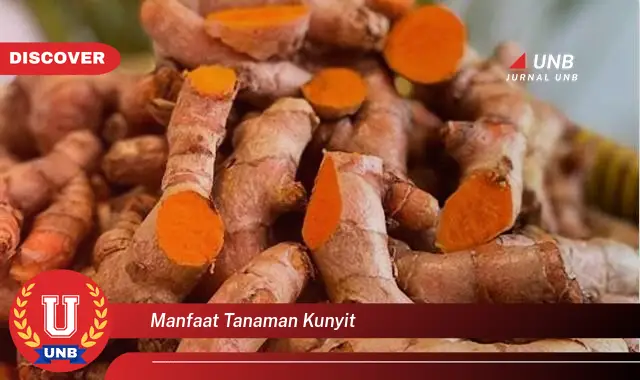 manfaat tanaman kunyit