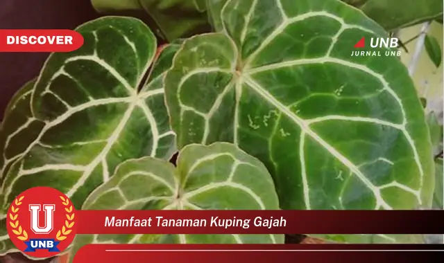 manfaat tanaman kuping gajah manfaat tanaman kuping gajah