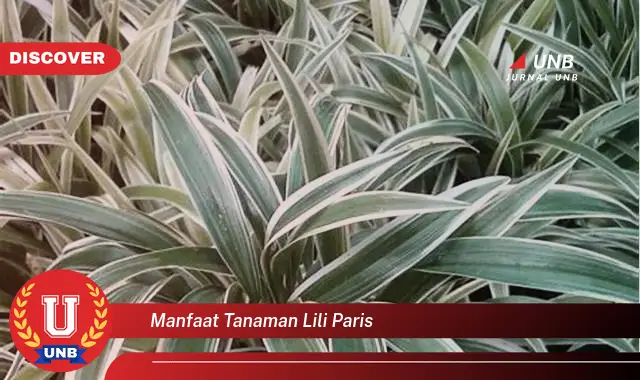 manfaat tanaman lili paris