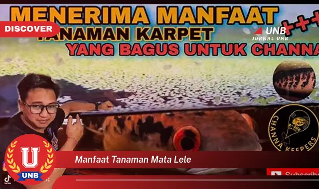 manfaat tanaman mata lele