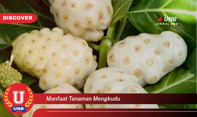 manfaat tanaman mengkudu