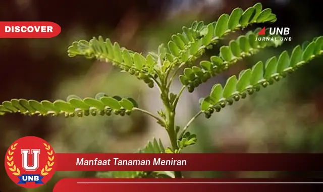 manfaat tanaman meniran