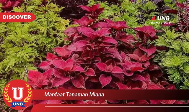 manfaat tanaman miana manfaat tanaman miana