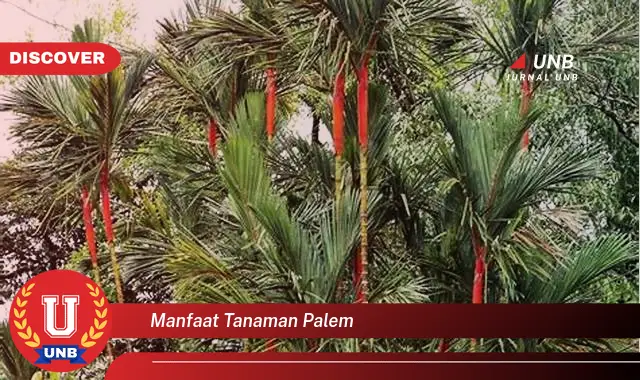 manfaat tanaman palem