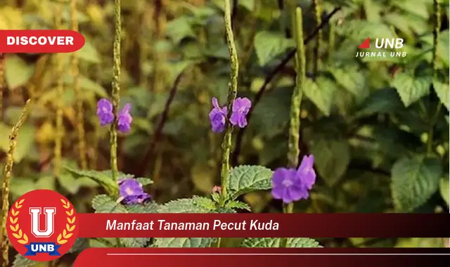 manfaat tanaman pecut kuda