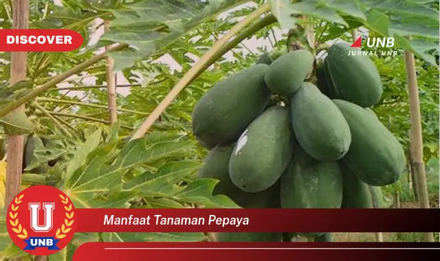 manfaat tanaman pepaya