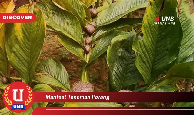 manfaat tanaman porang manfaat tanaman porang