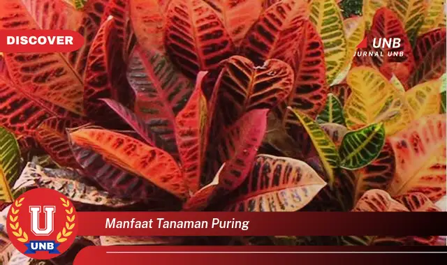 manfaat tanaman puring manfaat tanaman puring