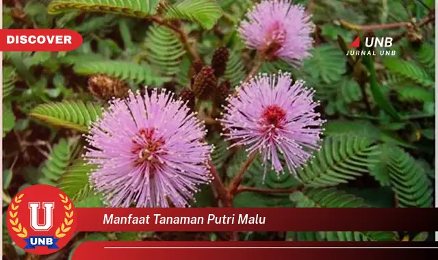 manfaat tanaman putri malu manfaat tanaman putri malu