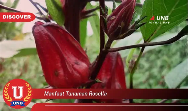 manfaat tanaman rosella