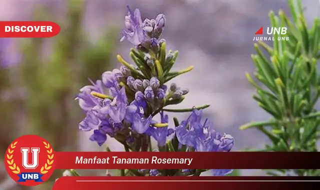 manfaat tanaman rosemary