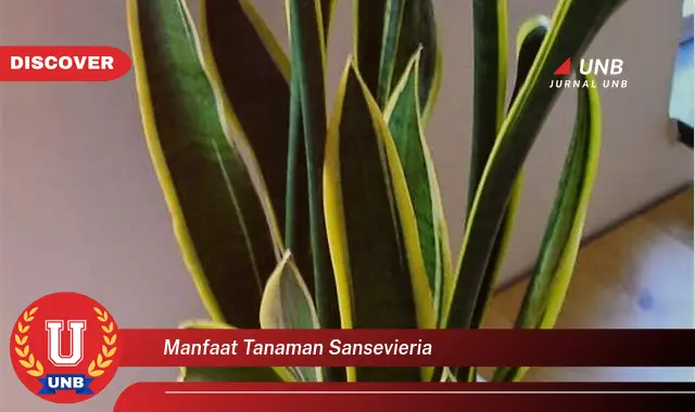 manfaat tanaman sansevieria