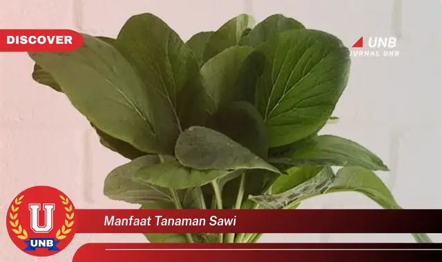 manfaat tanaman sawi