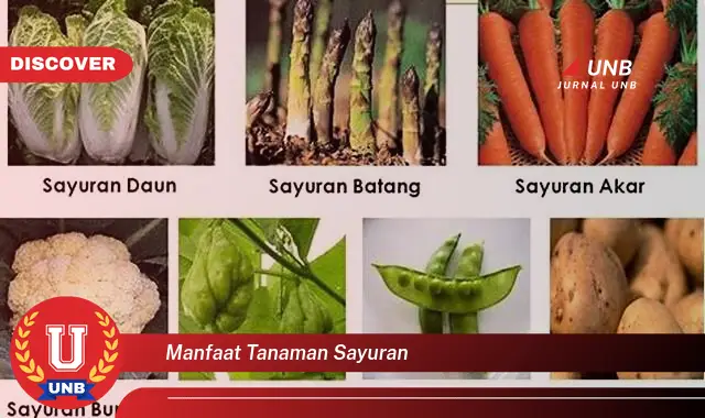 manfaat tanaman sayuran