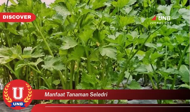 manfaat tanaman seledri