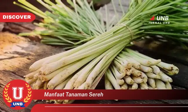 manfaat tanaman sereh