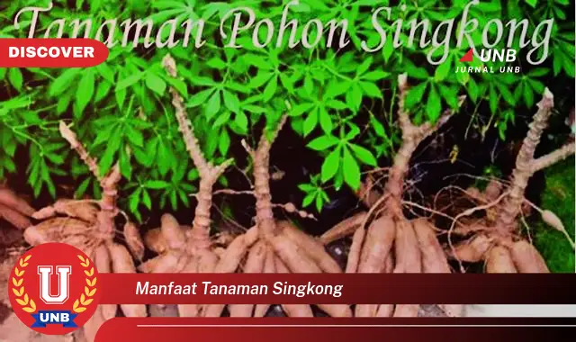 Ketahui 6 Manfaat Tanaman Singkong yang Bikin Kamu Penasaran