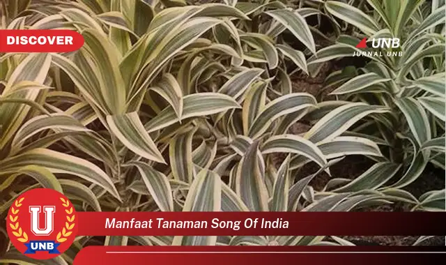 manfaat tanaman song of india