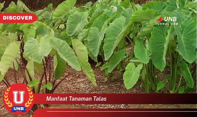 manfaat tanaman talas