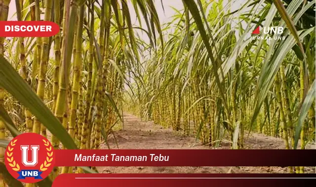 manfaat tanaman tebu manfaat tanaman tebu
