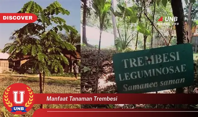 manfaat tanaman trembesi