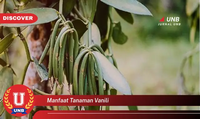 manfaat tanaman vanili