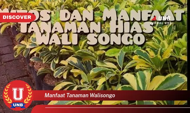 manfaat tanaman walisongo manfaat tanaman walisongo