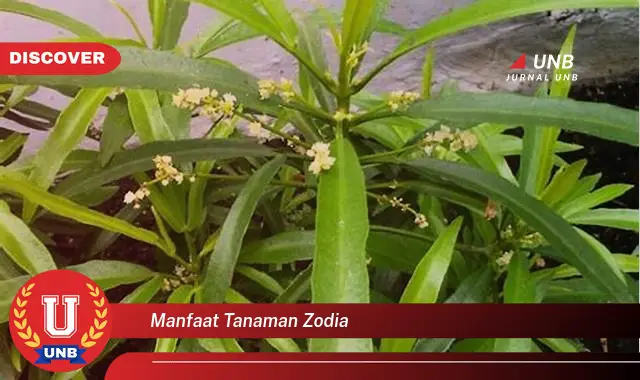 manfaat tanaman zodia