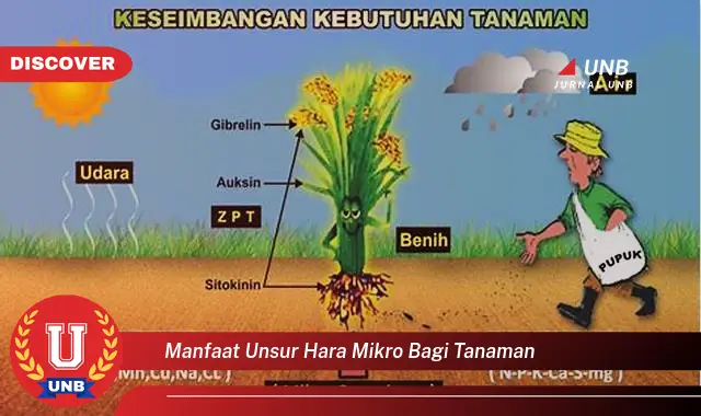 manfaat unsur hara mikro bagi tanaman