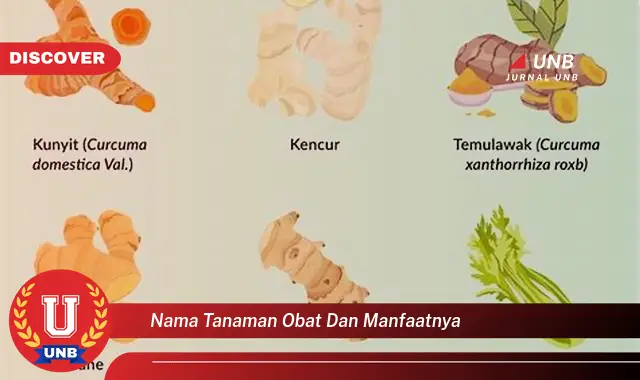 nama tanaman obat dan manfaatnya nama tanaman obat dan manfaatnya