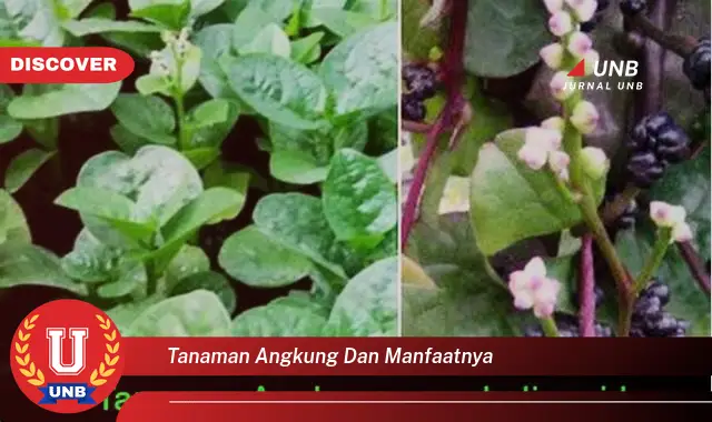 tanaman angkung dan manfaatnya