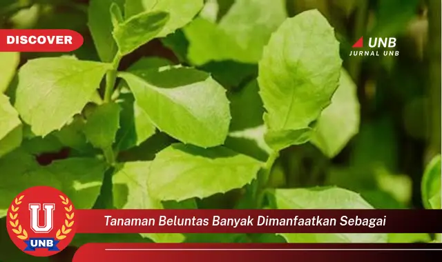 tanaman beluntas banyak dimanfaatkan sebagai