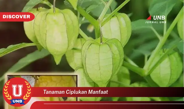 tanaman ciplukan manfaat tanaman ciplukan manfaat