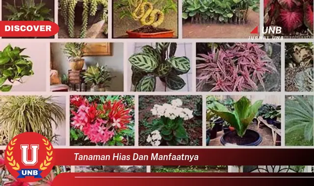 tanaman hias dan manfaatnya