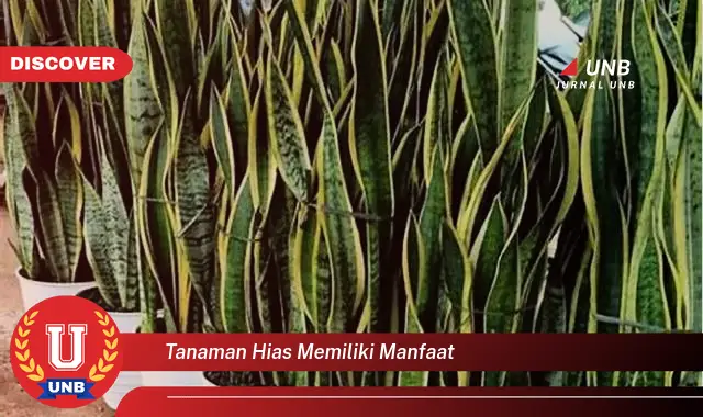 tanaman hias memiliki manfaat