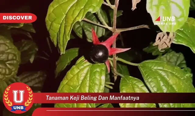 tanaman keji beling dan manfaatnya